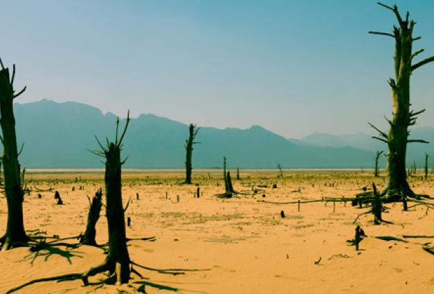 Image of Cape Town desert parched earth and dead trees