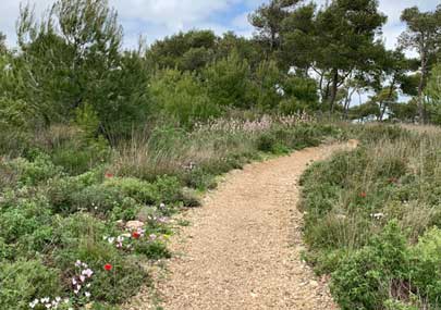 Image of walking path in nature