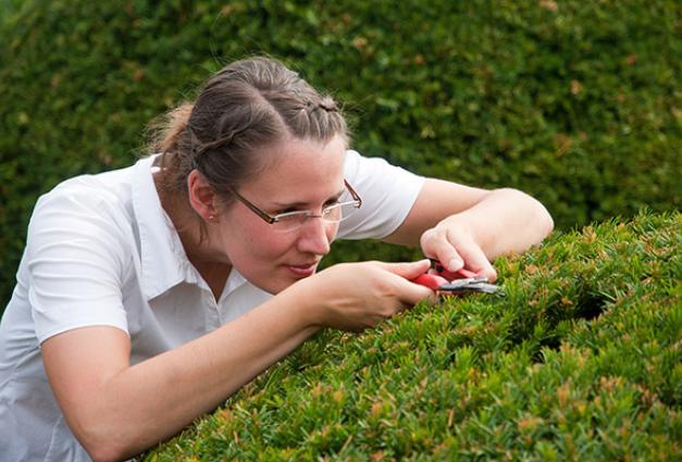 Image of woman trimming hedges meticulously
