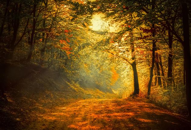 Image of the sun shining through a dense fall forrest