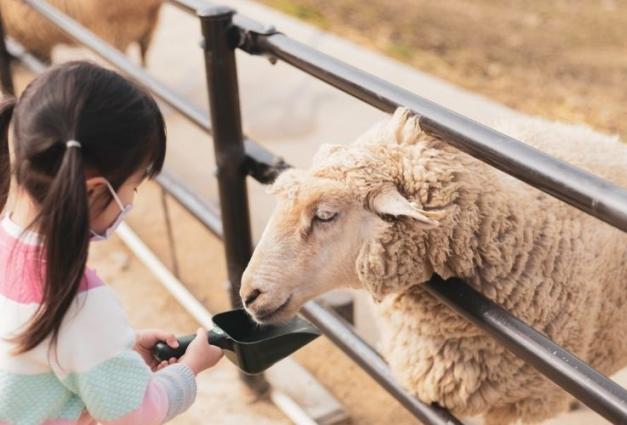 A child feeding a sheep at a petting zoo.