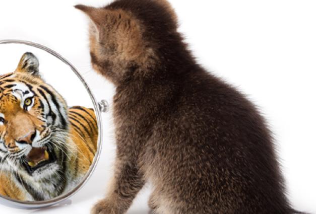 kitten looks in a mirror sees reflection of a tiger