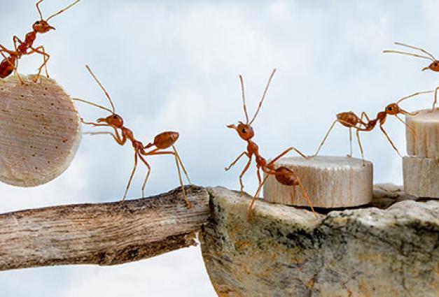 Photo of Ants carrying piece of wood