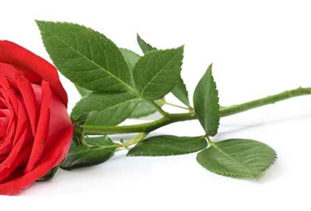 image of a single rose