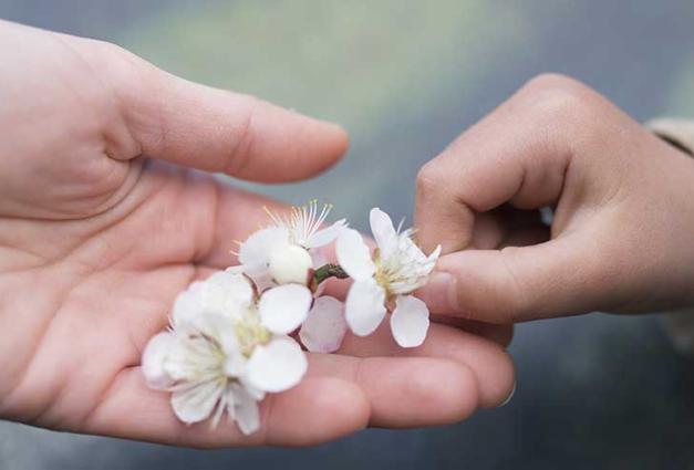 A little hand gives a twig of cherry blossoms to an adult hand